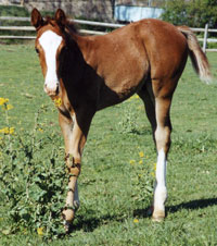 showtimefoal